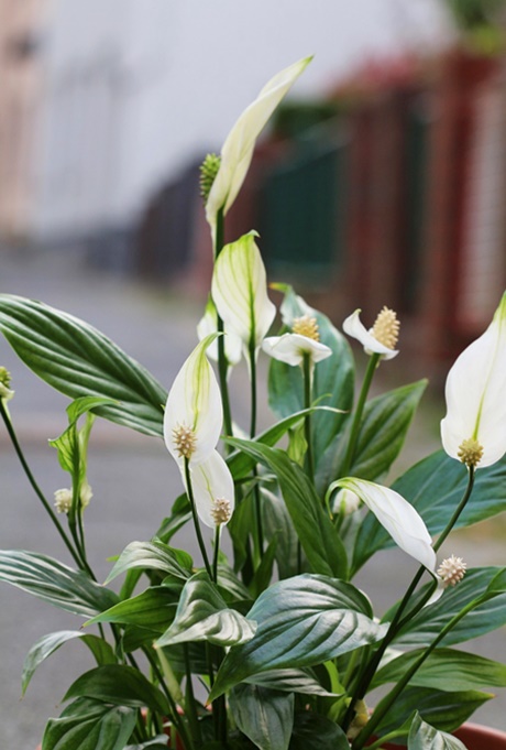 spathiphyllum